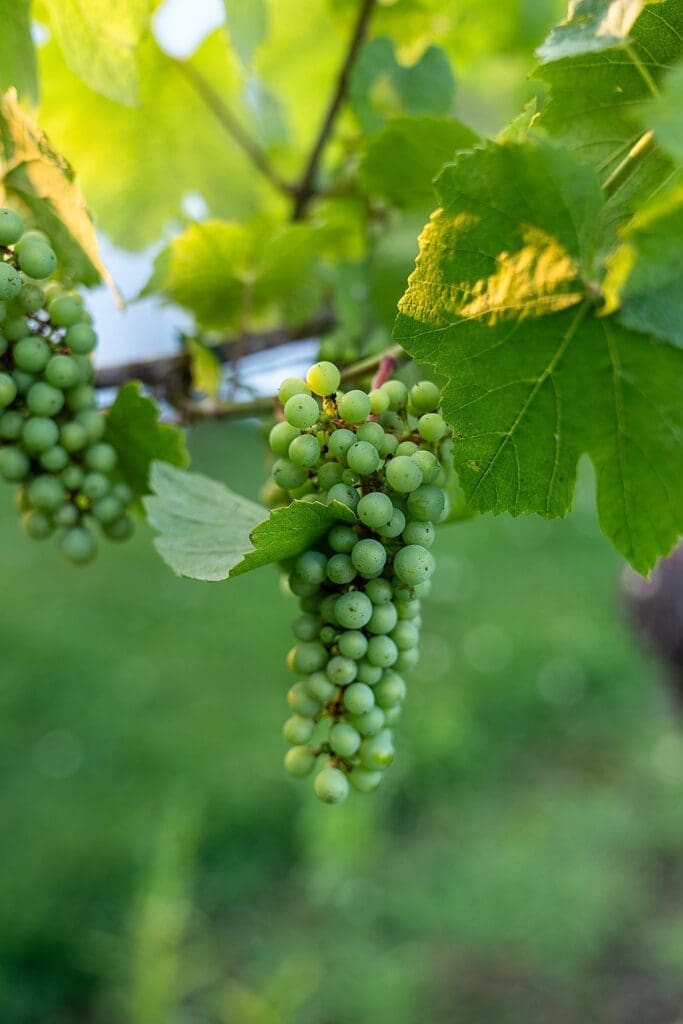 Oregon vineyard wedding venues